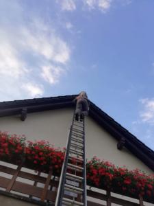 24.07.2018 - Szerszenie